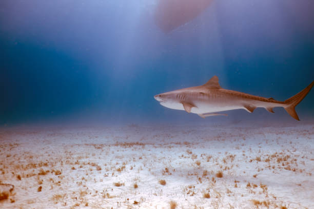 istock A Tiger Shark (Galeocerdo cuvier) in Bimini, Bahamas 1453267383