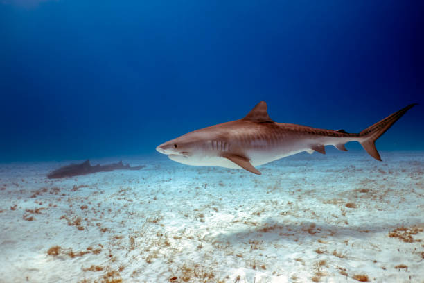 istock A Tiger Shark (Galeocerdo cuvier) in Bimini, Bahamas 1453267390