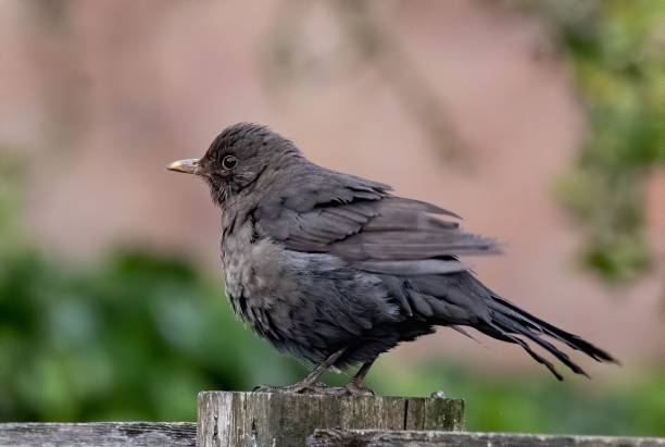 istock Selective focus shot of a fluffy common blackbird perched on a fence 1453267427