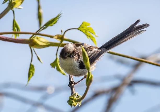 istock Selective focus shot of a long-tailed tit bird perched on a branch 1453267476