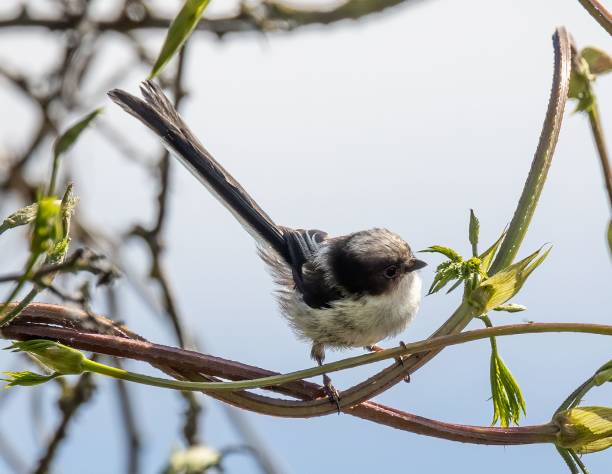 istock Selective focus shot of a long-tailed tit bird perched on a branch 1453267484