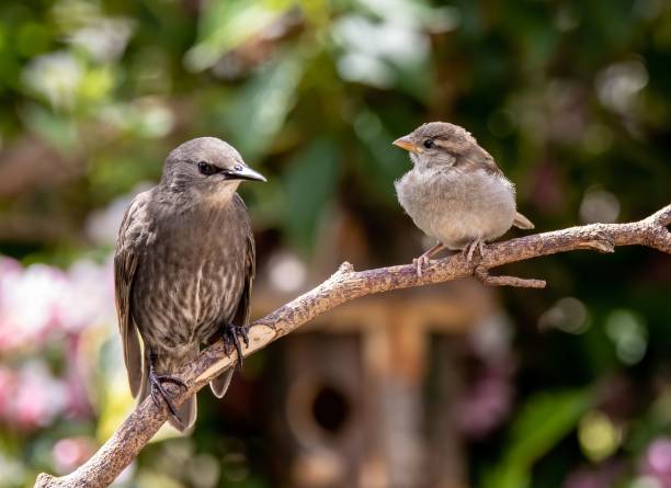 istock Pair of common sparrow birds perched on a wooden branch 1453267549