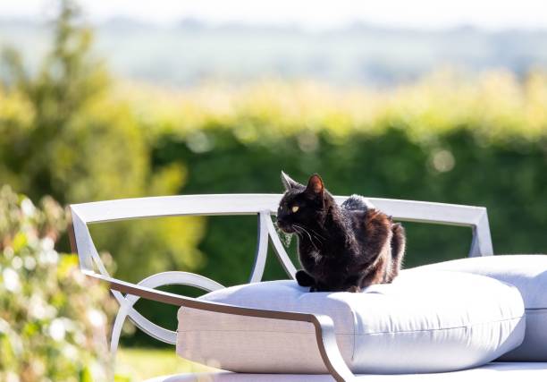 istock Adorable black cat laying on a white pillow on a balcony 1453267656