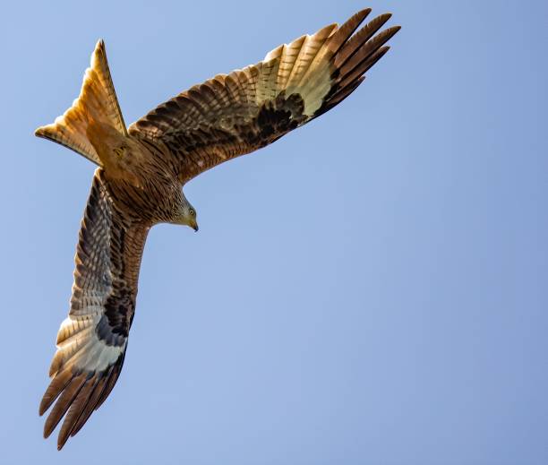 istock Low angle shot of a large hawk flying in a blue sky 1453267671