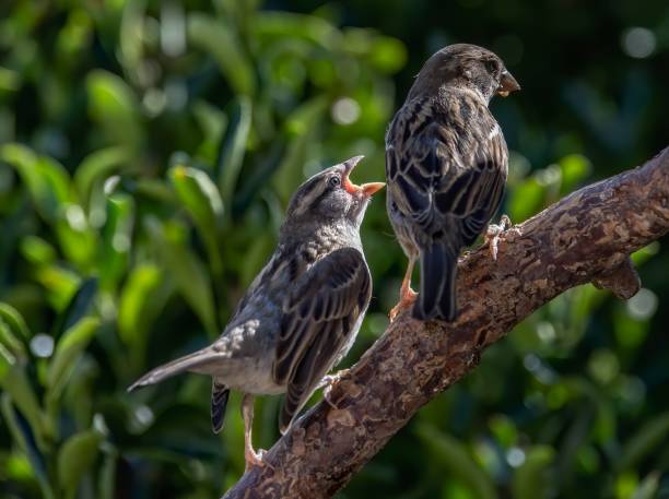 istock Selective focus shot of adorable sparrows perched on a branch on a blurred background of a garden 1453267776