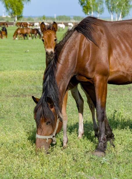 A summer landscape with horses grazing on a green meadow