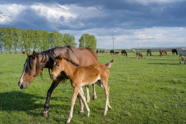 istock Summer landscape with horses grazing on a green meadow 1453268067