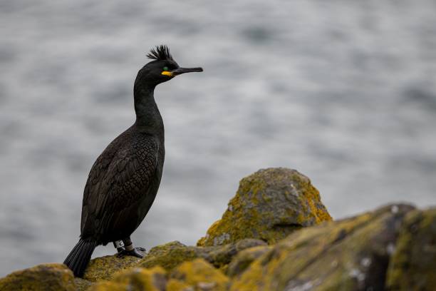 cormorán moñudo descansando en los acantilados - cormorán moñudo fotografías e imágenes de stock