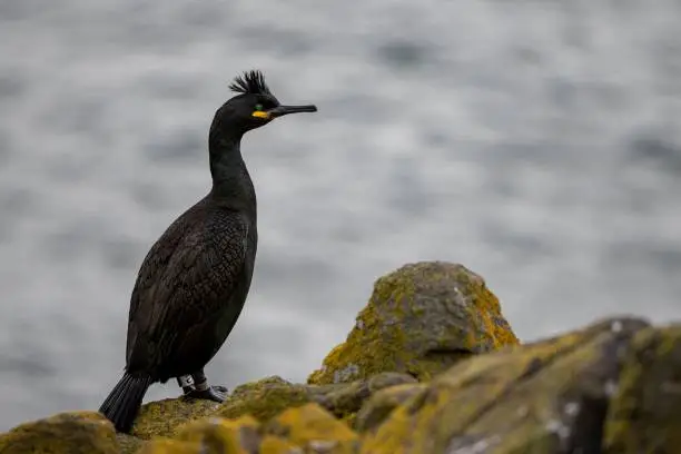 Photo of European Shag resting on the cliffs