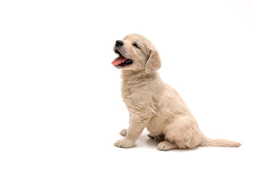 Golden retriever dog on a white background. Four months old. Pet chip, pet chip scanner