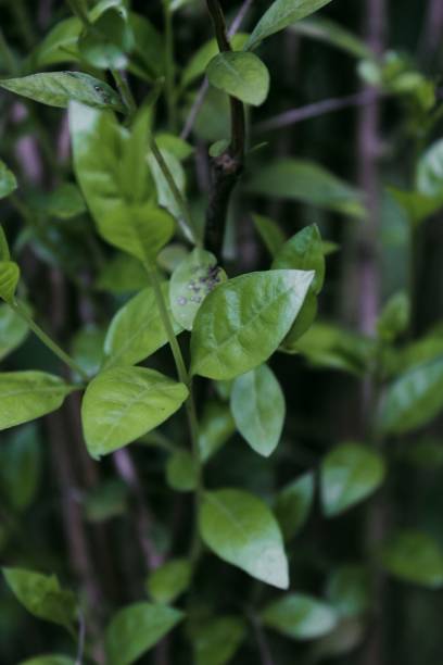 istock Vertical shot of a plant leaves 1453268489