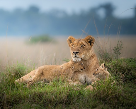 A closeup of a lioness witting with cute baby lions on a green field