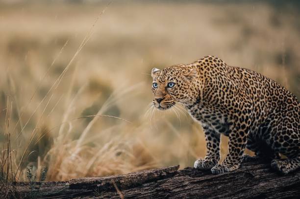 istock Closeup of an African leopard standing on a fallen tree branch and curiously looking forward 1453268602