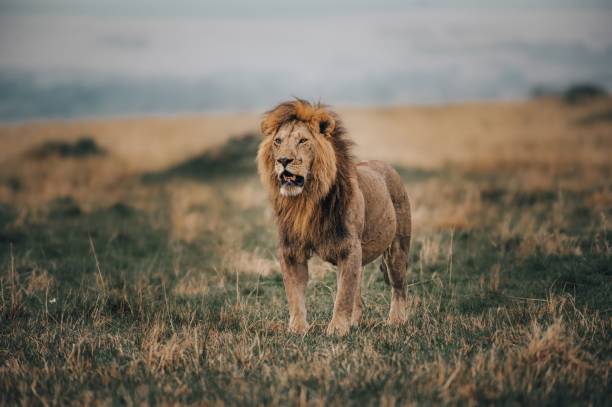 istock Lion roaring in a field with green and weathered grass 1453268607