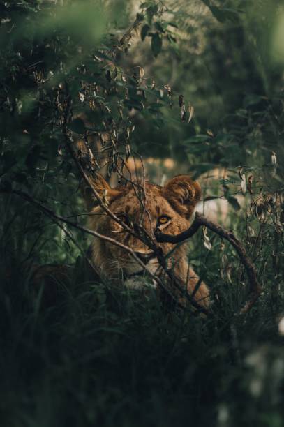 istock Vertical shot of a lion 1453268625