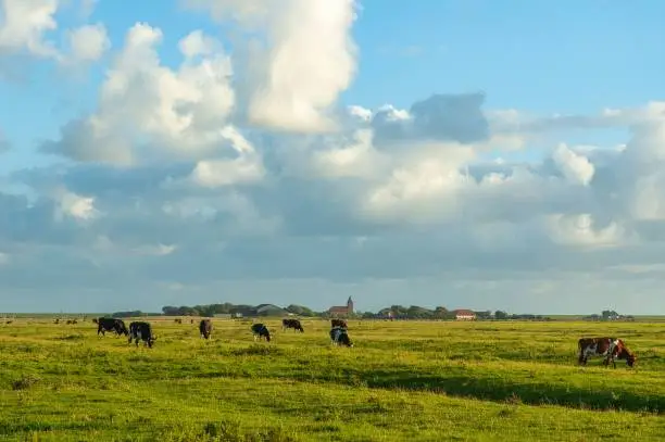 A herd of cattle grazing in lush green field in Westerhever village in Germany