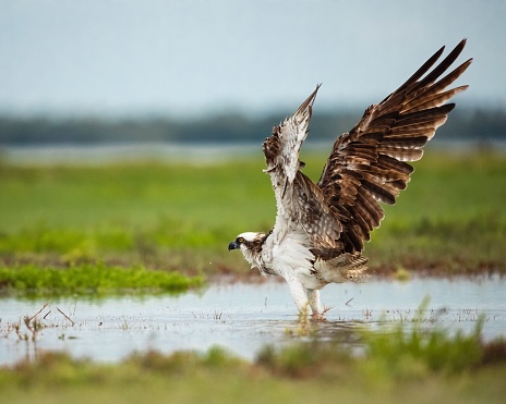 A closeup of an osprey taking a bath in the mud with open wings and blurred background