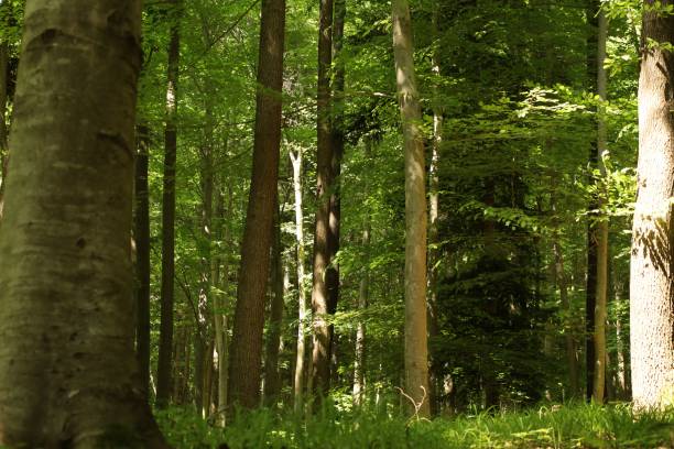istock Closeup of a pine forest with green thin trees in the forest 1453268947