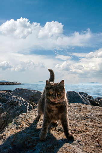 Stray cat on the beach