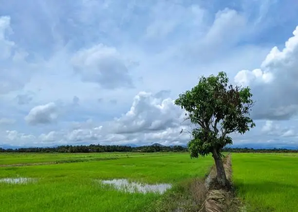 A beautiful bright green ricefield under a bright cloudy sky