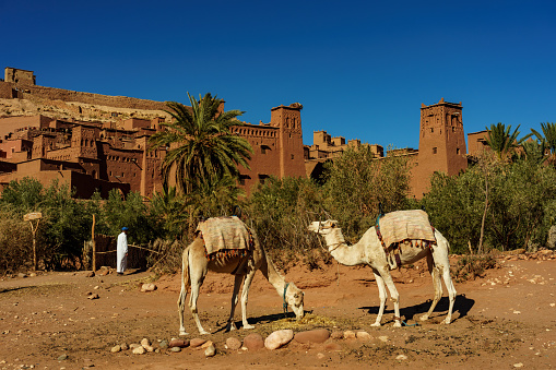 Ait Benhaddou. Morocco. December 03, 2022.  Camels in front of the village of Ait Benhaddou