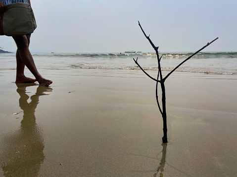 Stock photo showing a twiggy tree branch stuck vertically into the wet sand at low sea tide, water's edge.