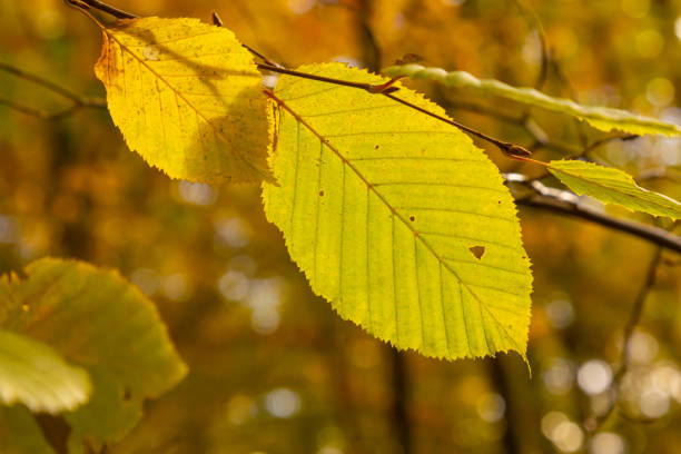 istock Close up tree foliage. Green and yellow leaves 1453270854