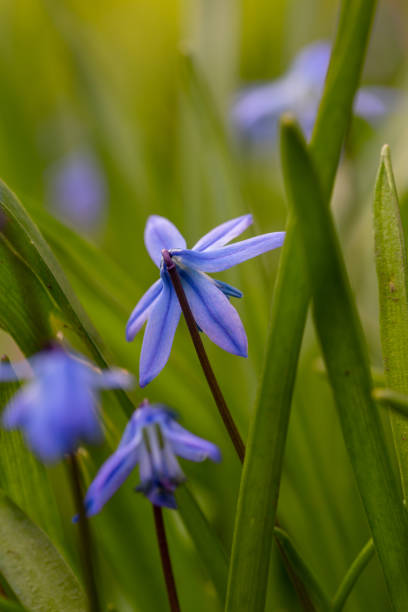 istock Small blue Siberian squill flowers in springtime macro photography. 1453271694