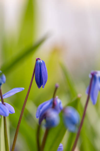 istock Small blue Siberian squill flowers in springtime macro photography. 1453271838