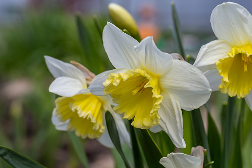 Blooming flowers of daffodils in springtime macro photography. Blossom garden narcissus with white and yellow petals on a spring day close-up photo.