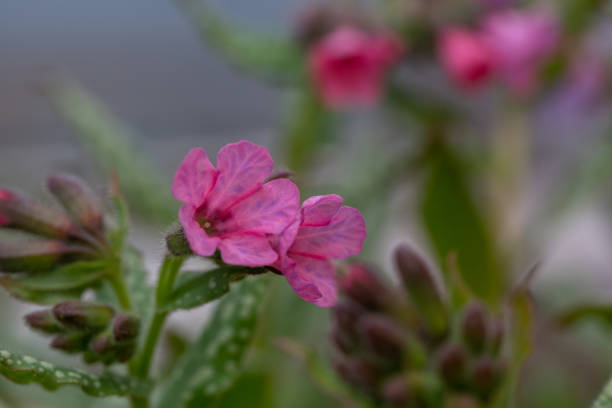 istock Lungwort flower with water drop close-up photo in springtime. 1453272182