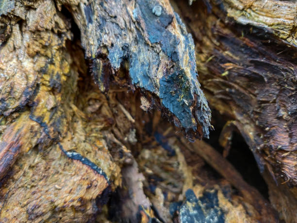 istock Close-up of broken tree trunk 1453272794