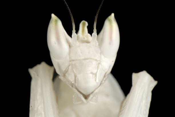 Orchid Mantis Orchid mantis close up face front view orchid mantis stock pictures, royalty-free photos & images