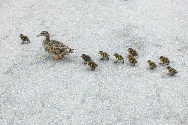 istock duck family with small chicks crosses a pedestrian way 1453273305