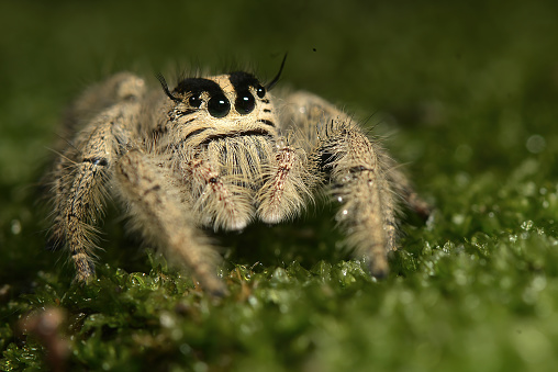 Jumping spider on moss