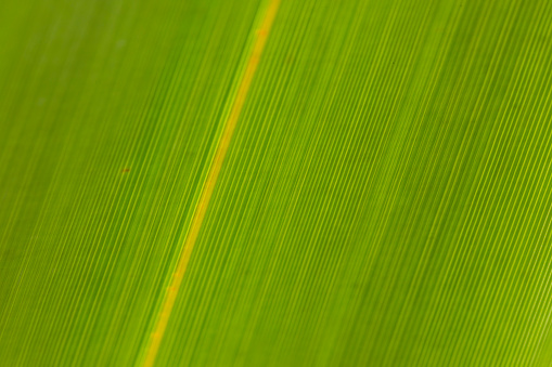 detail of structure in green palm leave