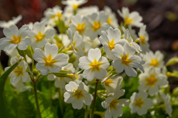 istock White primrose flowers macro photography on springtime. 1453274377