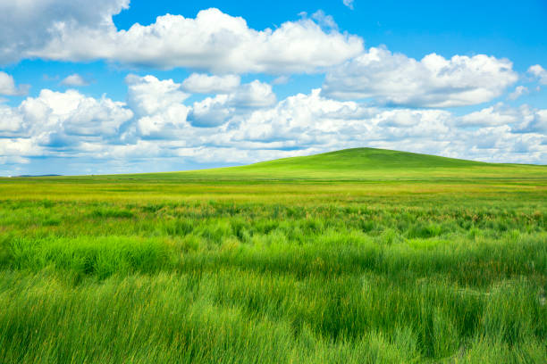 paisagem verde da pradaria no verão - grass area field hill prairie - fotografias e filmes do acervo