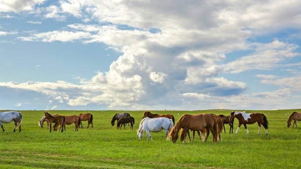 horses on the grassland and prairie - prairie wide landscape sky imagens e fotografias de stock