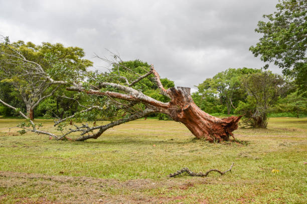 istock An uprooted tree in a nature reserve 1453275314