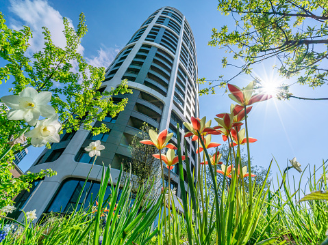 Low angle view of tulips and daffodils planted at foot of modern high-rise building in Bratislava