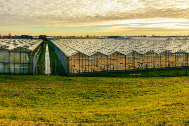 Horticulture greenhouses in sunset light, Westland, the Netherlands Rows of horticultural greenhouses made of glass, steel and aluminium separated by a small ditch with a meadow in the foreground and a cloudy sky in the background in late sunlight, Westland, Netherlands. High quality photo cropped pants photos stock pictures, royalty-free photos & images