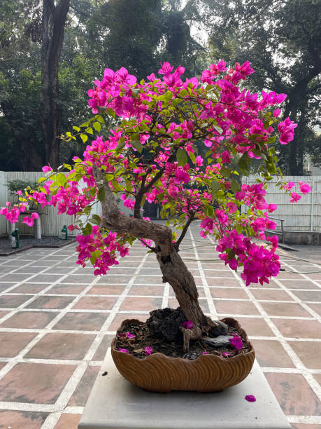 Imagen En Primer Plano Del Árbol Bonsái Buganvilla En Flor Rosa Que Se Muestra En Un Zócalo De Hormigón En El Patio Que Se Ha Convertido En Un Jardín Japonés En Los Jardines Públicos De Lodhi Nueva Delhi Se Centra En Primer Plano Foto de ... Imagen En Primer Plano Del Árbol Bonsái Buganvilla En Flor Rosa Que Se Muestra En Un Zócalo De Hormigón En El Patio Que Se Ha Convertido En Un Jardín Japonés En Los Jardines Públicos De Lodhi Nueva Delhi Se Centra En Primer Plano Foto de ...