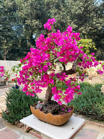 Imagen En Primer Plano Del Árbol Bonsái Buganvilla En Flor Rosa Que Se Muestra En Un Zócalo De Hormigón En El Patio Que Se Ha Convertido En Un Jardín Japonés En Los Jardines Públicos De Lodhi Nueva Delhi Se Centra En Primer Plano Foto de ... Imagen En Primer Plano Del Árbol Bonsái Buganvilla En Flor Rosa Que Se Muestra En Un Zócalo De Hormigón En El Patio Que Se Ha Convertido En Un Jardín Japonés En Los Jardines Públicos De Lodhi Nueva Delhi Se Centra En Primer Plano Foto de ...