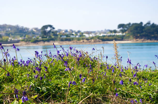 istock Coast of the Atlantic Ocean and low tide 1453277866