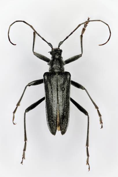 istock Oxymirus cursor, a 50 years old male specimen from beetle collection. 1453277927