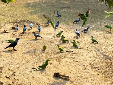 Stock photo showing a flock of wild, green Indian ringneck parakeets, member of the parrot family of birds, feral pigeons (Columba livia domestica) and a house crow (Corvus splendens) sat feeding on the ground joined by a foraging 
Indian three-striped palm squirrel (Funambulus palmarum).