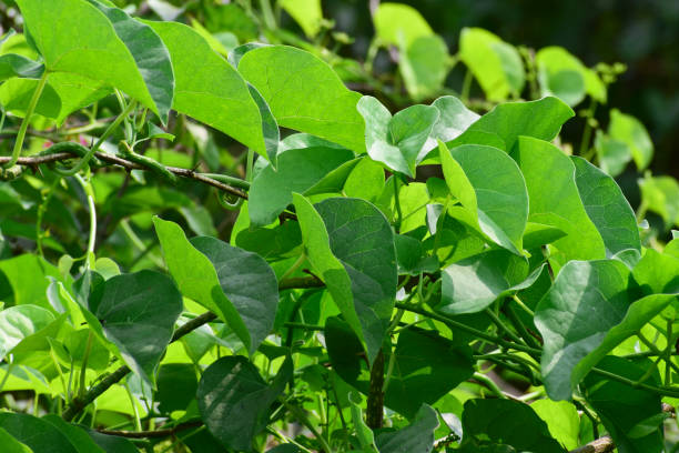 istock Heart-leaved moonseed ( Tinospora cordifolia ) green leaves herb 1453278880