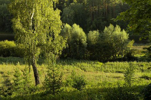 Magic lush green landscape with shine birch in summer sunbeams on green meadow with trees and bushes in golden sunshine with shadows in evening. Beautiful wild outdoors for hiking and adventure.