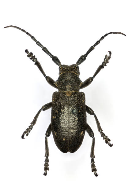 istock Weaver beetle (Lamia textor) a 50 years old specimen from beetle collection. 1453279036